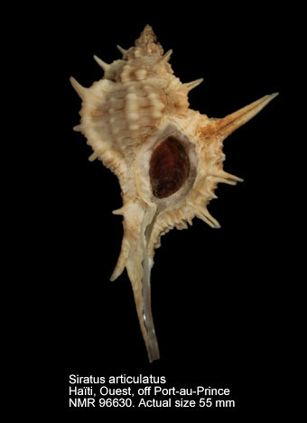Siratus articulatus (5).jpg - Siratus articulatus (Reeve,1845)
